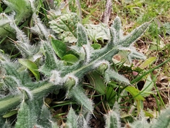 Cirsium vulgare