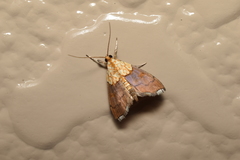 Agrotera nemoralis