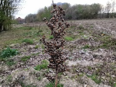 Scrophularia auriculata