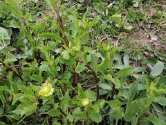 Leucanthemum vulgare