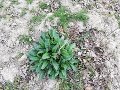 Scrophularia auriculata