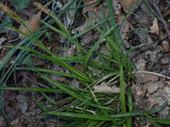 Carex sylvatica