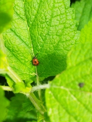 Deraeocoris punctum