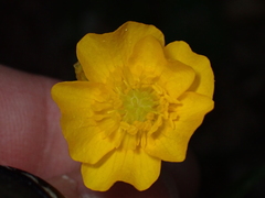 Ranunculus