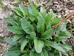 Scrophularia auriculata