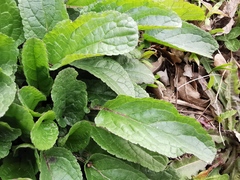 Scrophularia auriculata