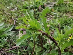 Leucanthemum vulgare