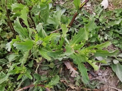Leucanthemum vulgare