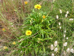 Gazania linearis