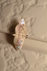 Pycnarmon pantherata