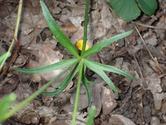 Ranunculus