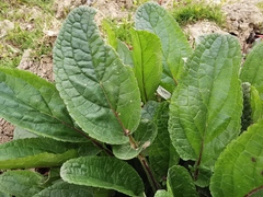 Scrophularia auriculata