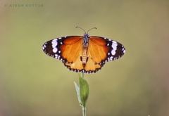 Danaus chrysippus