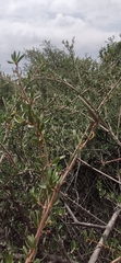 Periploca laevigata angustifolia