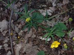 Ranunculus