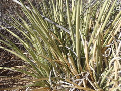 Agave schottii schottii