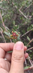 Periploca laevigata angustifolia