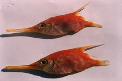 Macroramphosus scolopax
