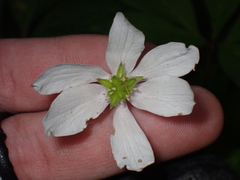 Anemonoides nemorosa