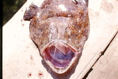 Lophius piscatorius