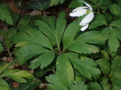 Anemonoides nemorosa