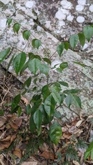 Murraya euchrestifolia