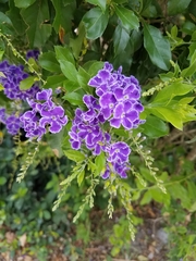 Duranta erecta