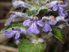 Ajuga reptans