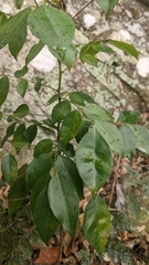 Murraya euchrestifolia