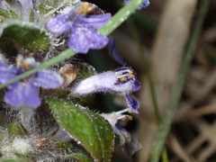 Ajuga reptans