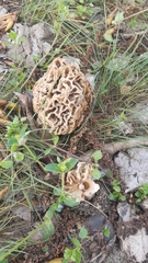 Morchella esculenta