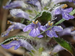 Ajuga reptans