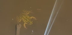 Pelophylax lessonae