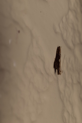 Hypatima spathota