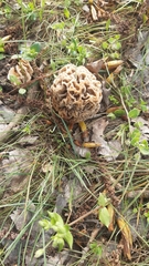Morchella esculenta