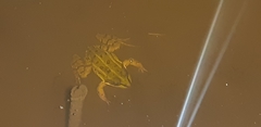 Pelophylax lessonae