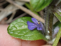 Ajuga reptans