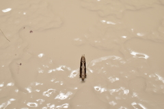 Hypatima spathota