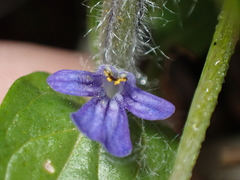 Ajuga reptans