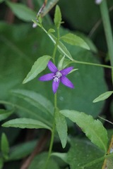 Campanula floridana