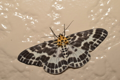 Pogonopygia nigralbata