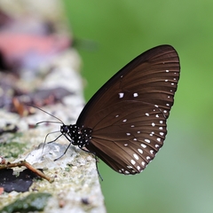 Euploea midamus