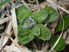 Ajuga reptans