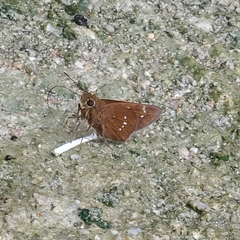 Pelopidas assamensis