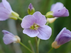 Cardamine pratensis