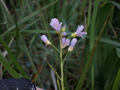 Cardamine pratensis