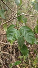 Pisonia aculeata