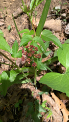 Thaspium trifoliatum trifoliatum
