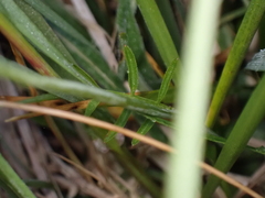 Cardamine pratensis