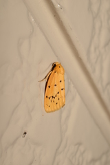 Stigmatophora flava leacrita